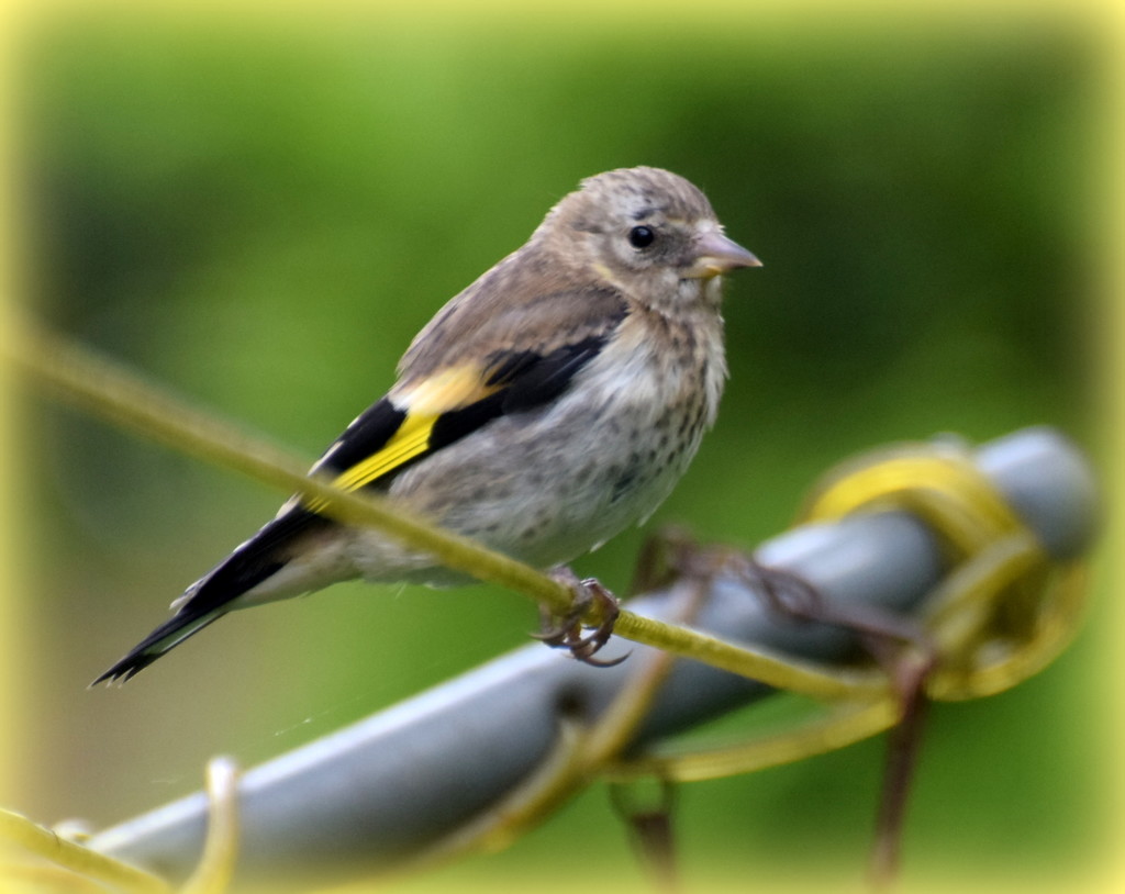 Juvenile Goldfinch by rosiekind