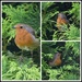 Our friendly robin by rosiekind