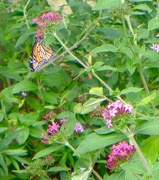 11th Jul 2016 - Monarch butterfly