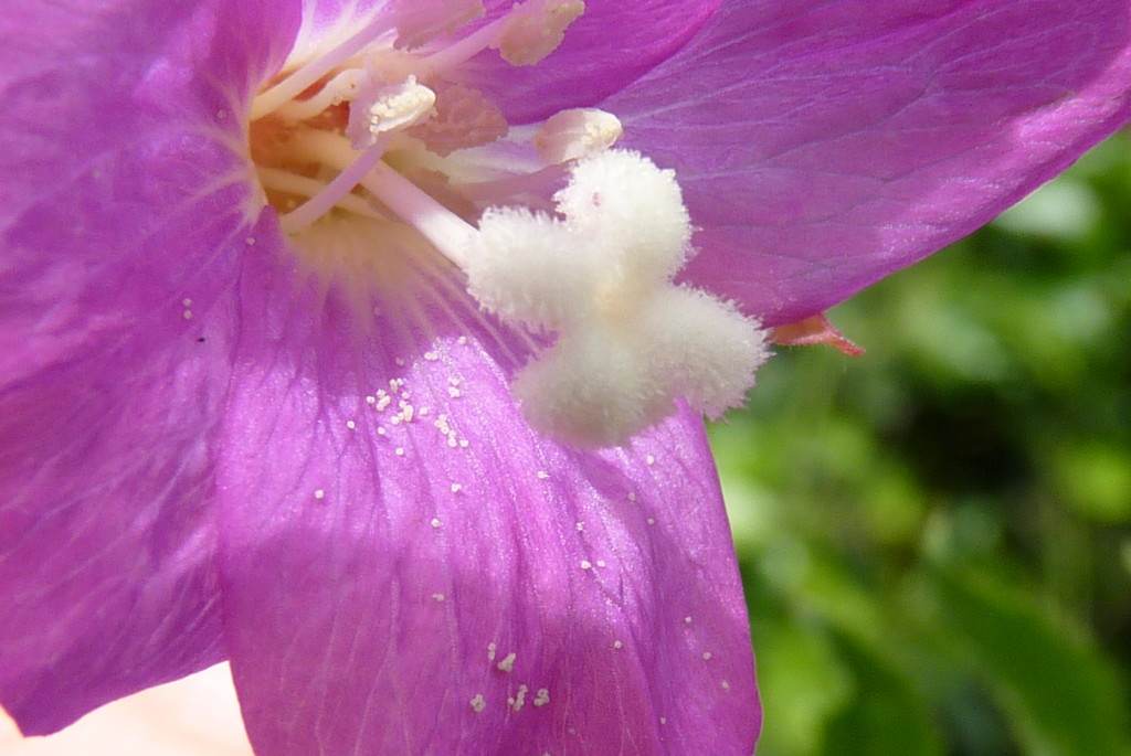 flower and pollen by rubyshepherd