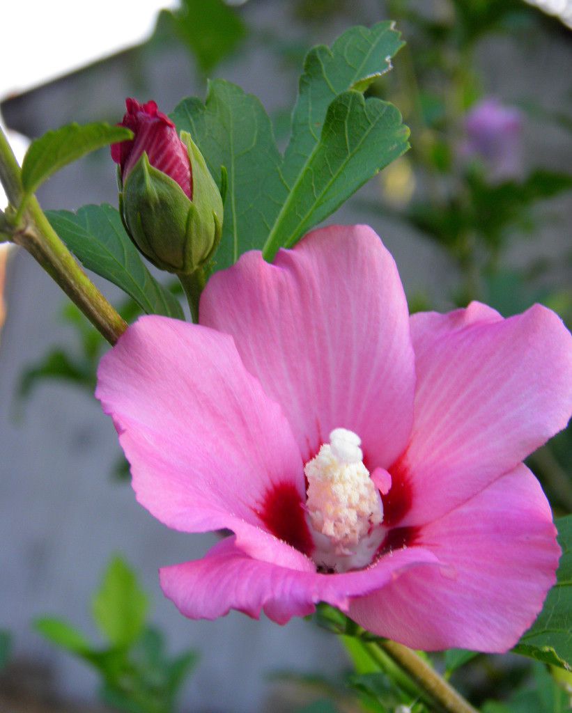 Rose of Sharon by daisymiller