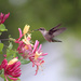 0710_5118 little hummer by pennyrae