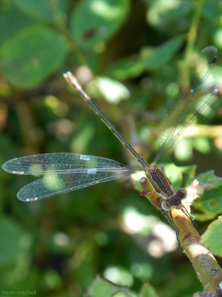 New-to-me damselfly by rhoing