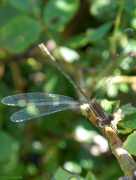 29th Jun 2016 - New-to-me damselfly