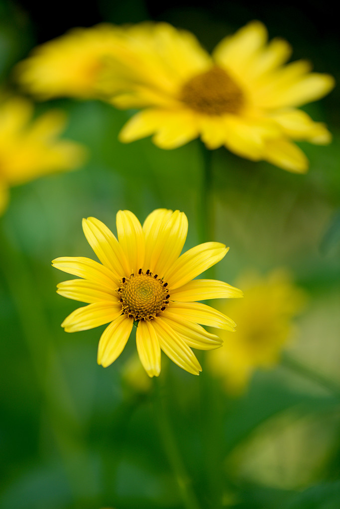 Yellow Flower! by fayefaye