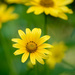 Yellow Flower! by fayefaye