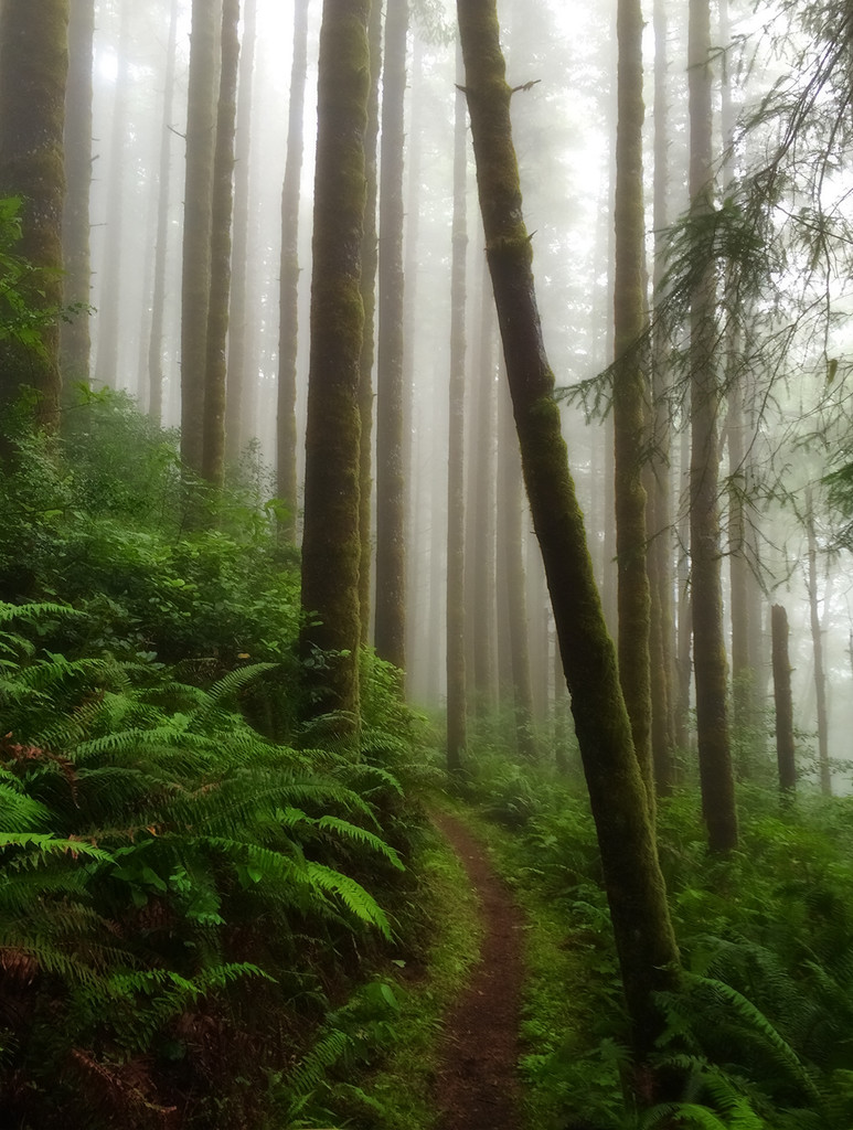 Forest Fog by jgpittenger