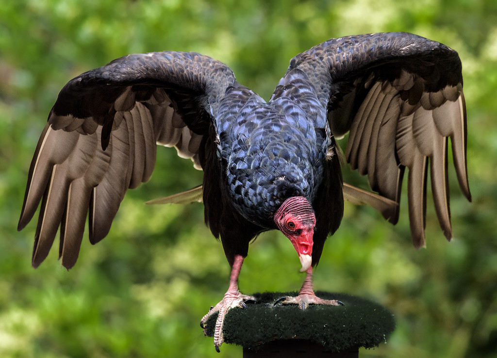 Turkey Vulture Pose  by jgpittenger