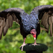 Turkey Vulture Pose  by jgpittenger