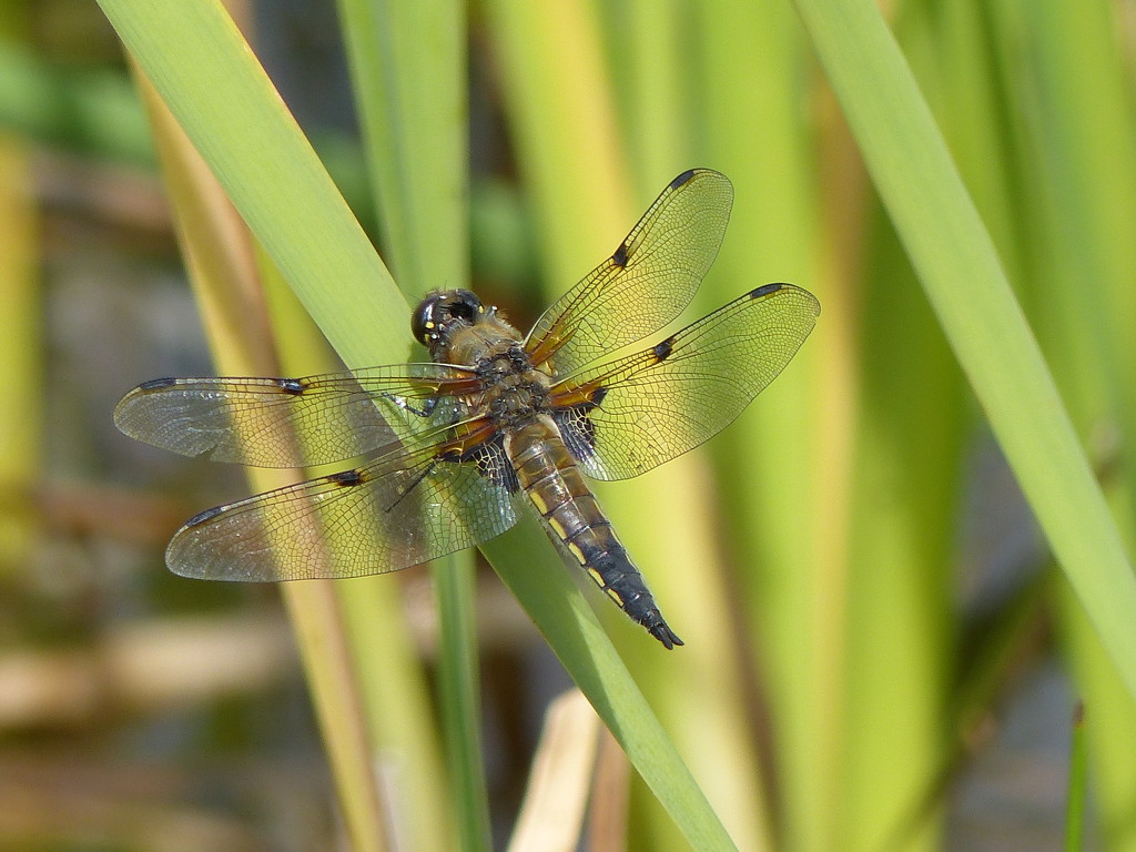  Dragonfly - Four Spotted Chaser by susiemc