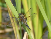 10th Jul 2016 -  Dragonfly - Four Spotted Chaser