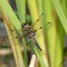  Dragonfly - Four Spotted Chaser by susiemc