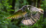 16th Jun 2016 - Eagle Owl In Flight 