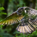 Eagle Owl In Flight  by jgpittenger