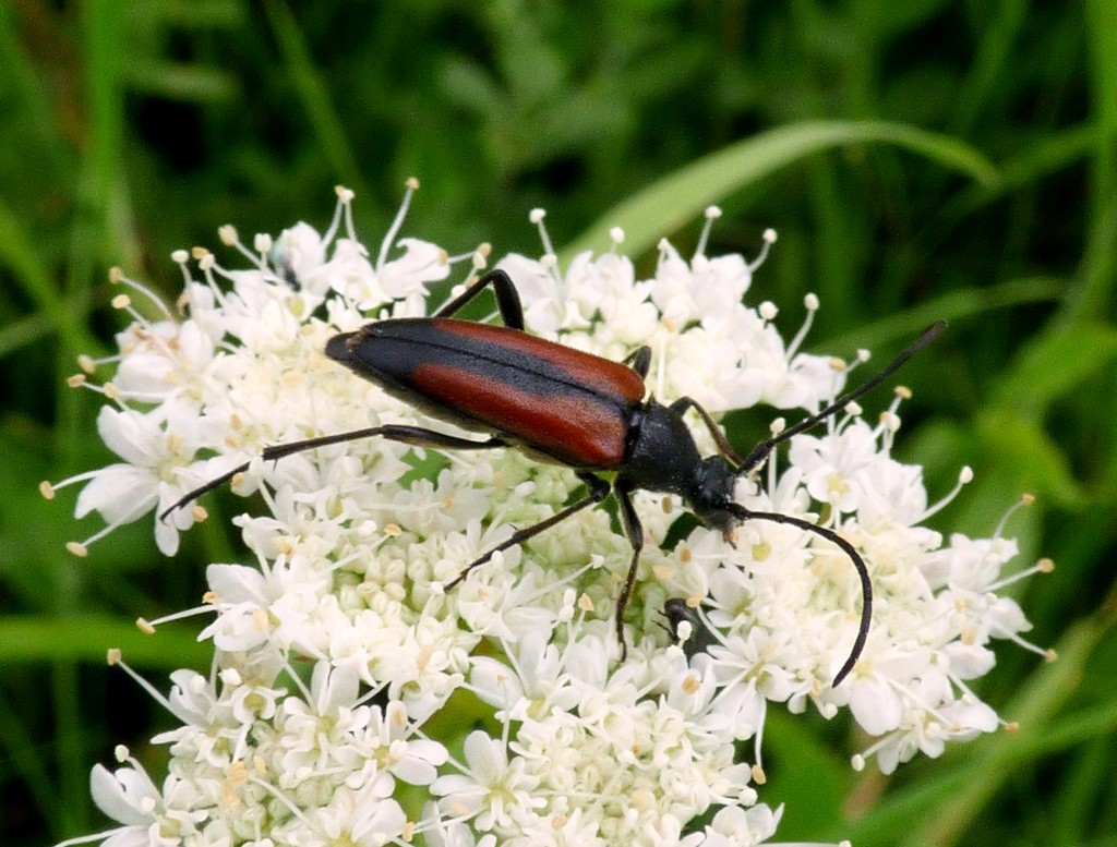 Longhorn Beetle (Stenurella melanura) by julienne1