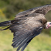 Hooded Vulture by leonbuys83