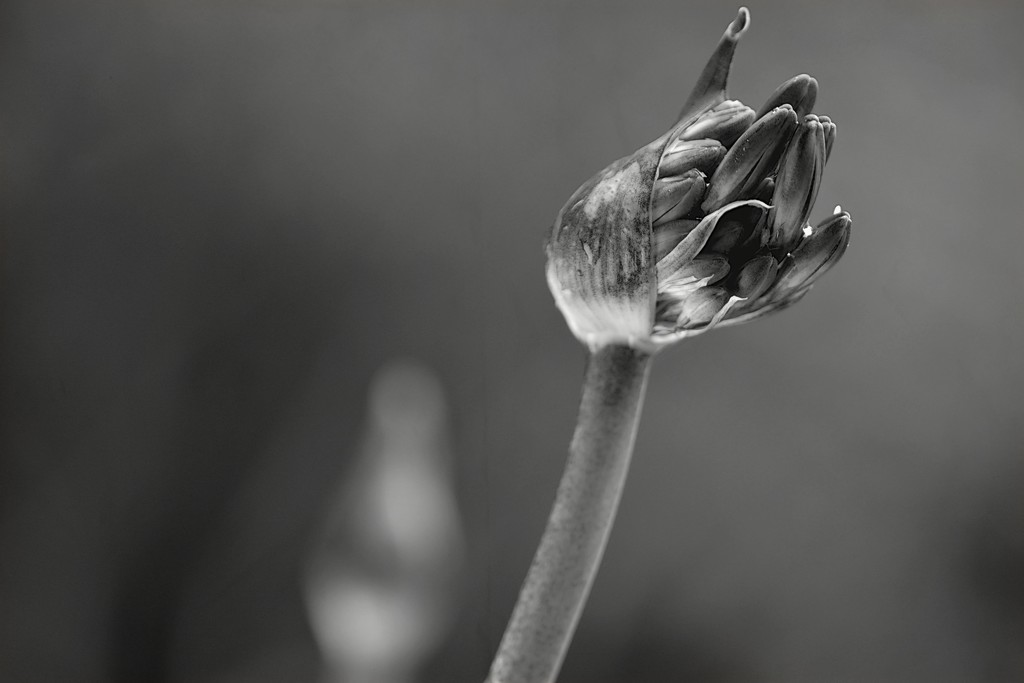 Agapanthus buds in the rain bw by ziggy77