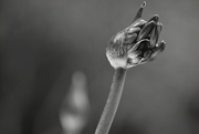 11th Jul 2016 - Agapanthus buds in the rain bw