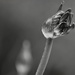 Agapanthus buds in the rain bw by ziggy77