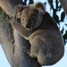 dem sharp claws by koalagardens