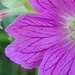 Geranium Flower by cataylor41