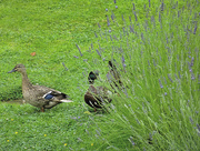 10th Jul 2016 - Ducks in the garden...