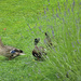 Ducks in the garden... by snowy