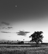 11th Jul 2016 - The One Tree and the Moon