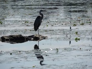5th Aug 2014 - Great Blue Heron