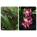 Not long ago I had orchid spikes now  by Dawn