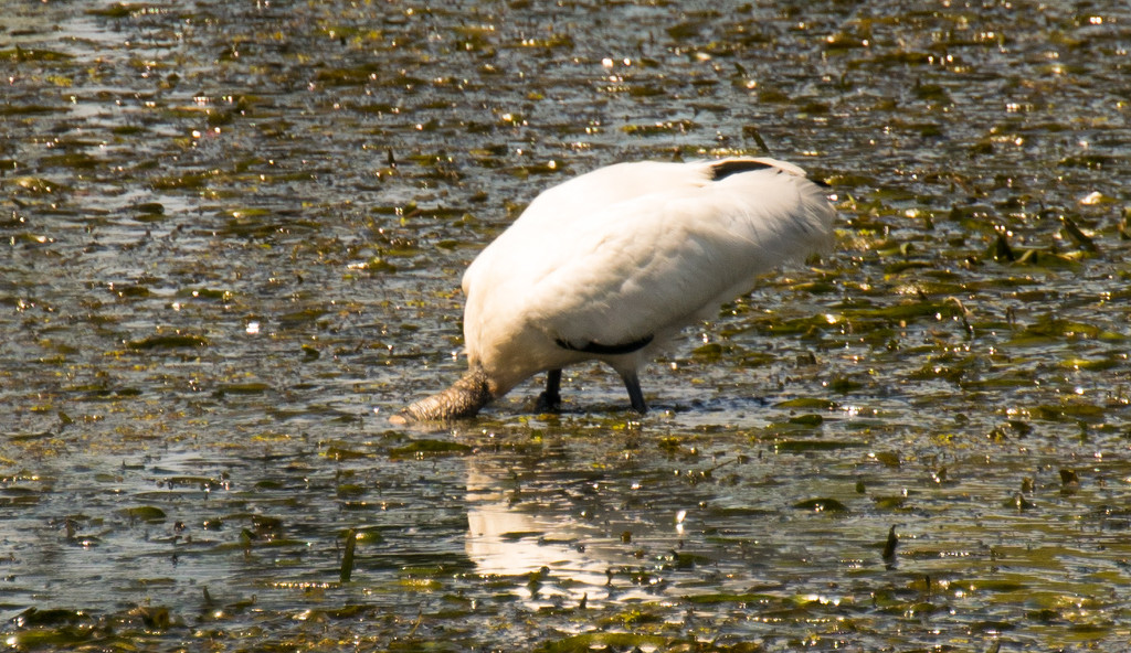 Headless Woodstork! by rickster549