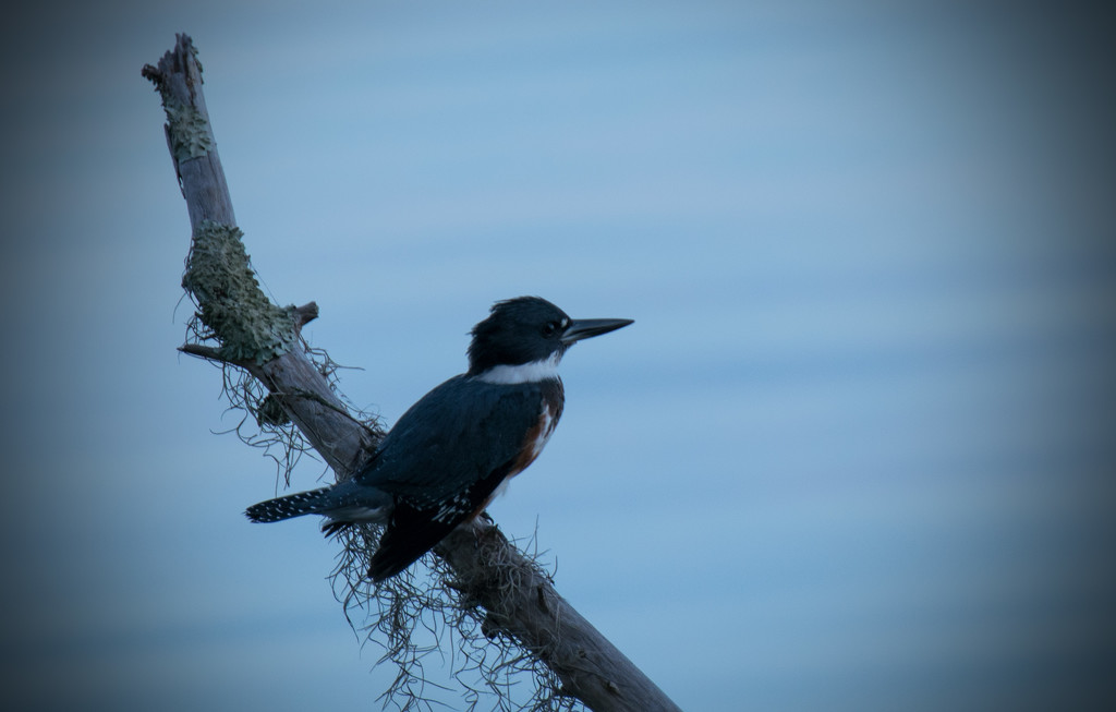 Kingfisher! by rickster549