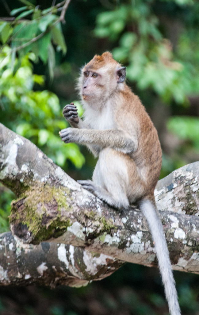 young macaque by ianjb21