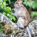 young macaque by ianjb21