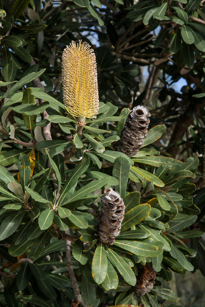 Banksia by jeneurell