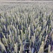 Field full of wheat! by cmp