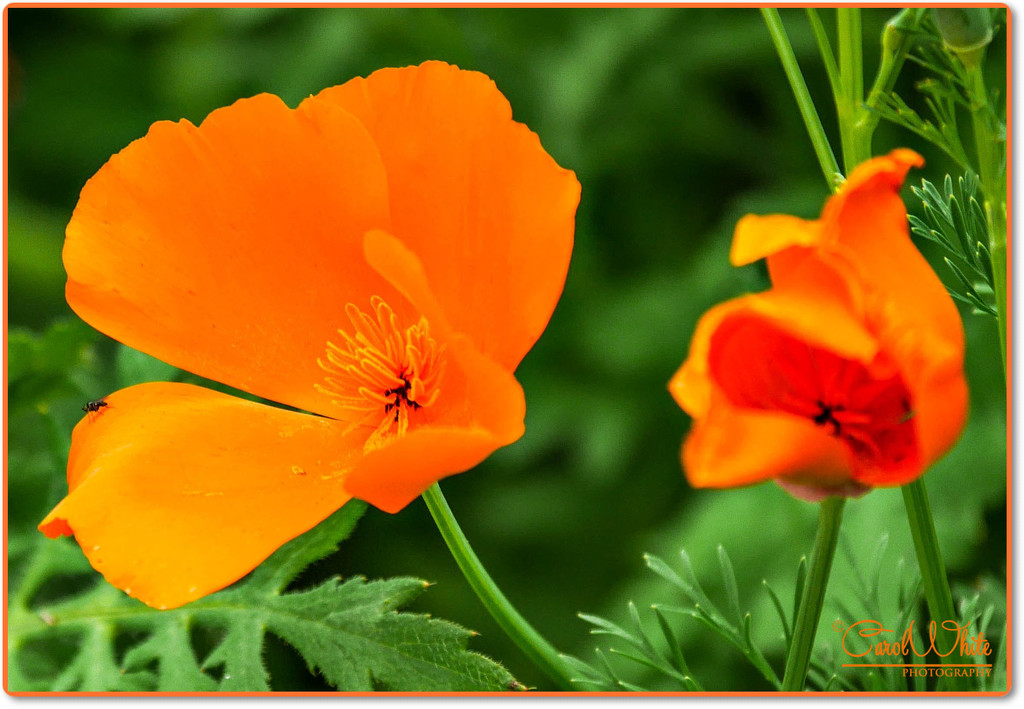 Orange Poppy by carolmw