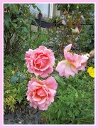12th Jul 2016 - A small garden with pink roses.