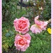 A small garden with pink roses. by grace55