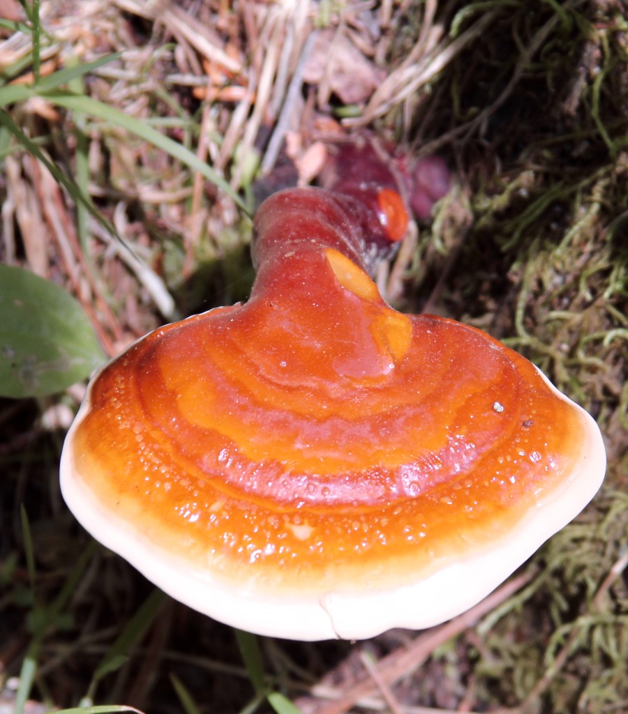 mushroom in Linville Wilderness by scottmurr