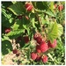 Raspberry Season by wilkinscd