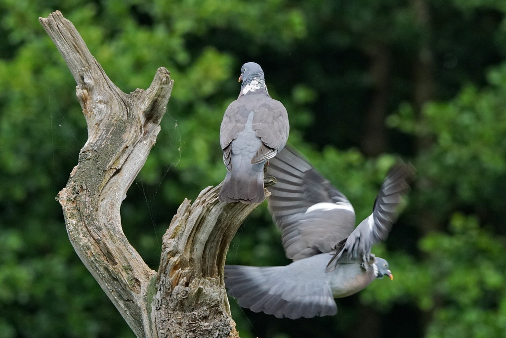 PASSING PIGEON  by markp