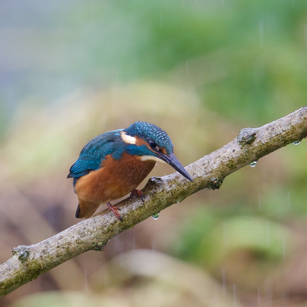 Kingfisher-raindrops on his head. by padlock