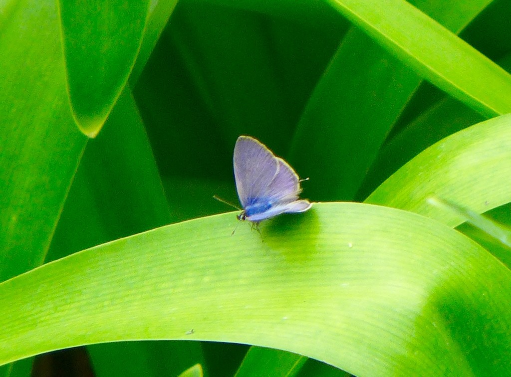 Tiny blue butterfly by orchid99