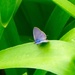 Tiny blue butterfly by orchid99