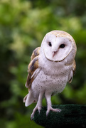 19th Jun 2016 - Barn Owl 