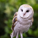 Barn Owl  by jgpittenger