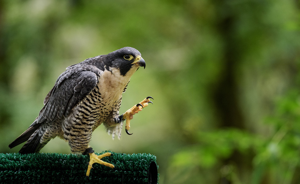 Peregrine Falcon Showing Off His Talons by jgpittenger