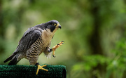 18th Jun 2016 - Peregrine Falcon Showing Off His Talons