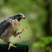 Peregrine Falcon Showing Off His Talons by jgpittenger